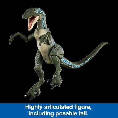 Jurassic World Hammond Collection Velociraptor Blue Dinosaur Figure, Premium Design & Articulation, Collectible Toy, HTV62