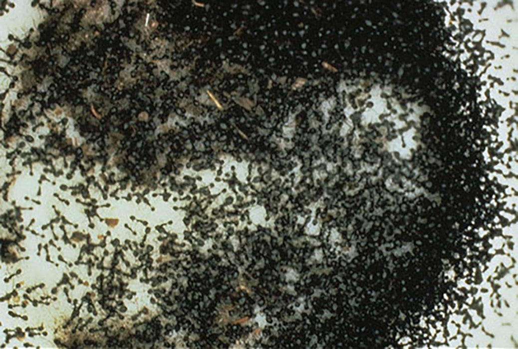 SCHEERER, ROBERT - AMEISEN - DIE RACHE DER SCHWARZEN KONIGIN