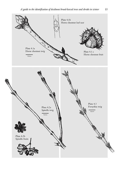 A Guide to the Identification of Deciduous Broad - Leaved Trees and Shrubs in Winter