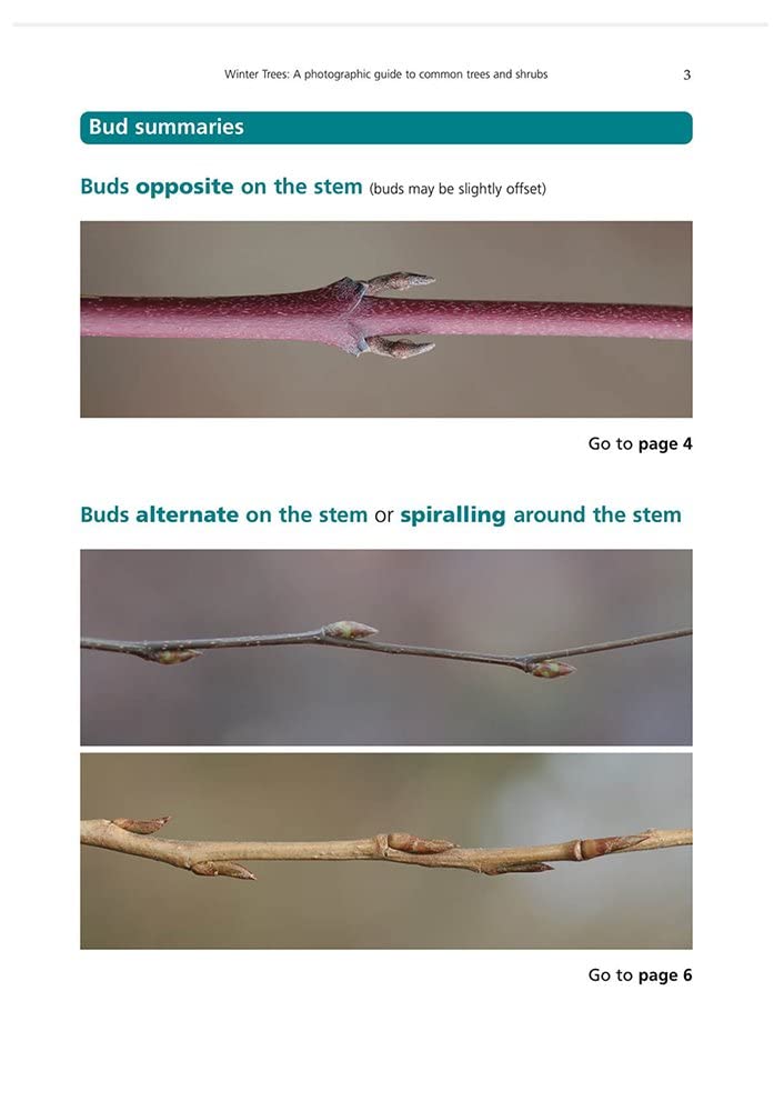 Winter Trees: a Photographic Guide to Common Trees and Shrubs