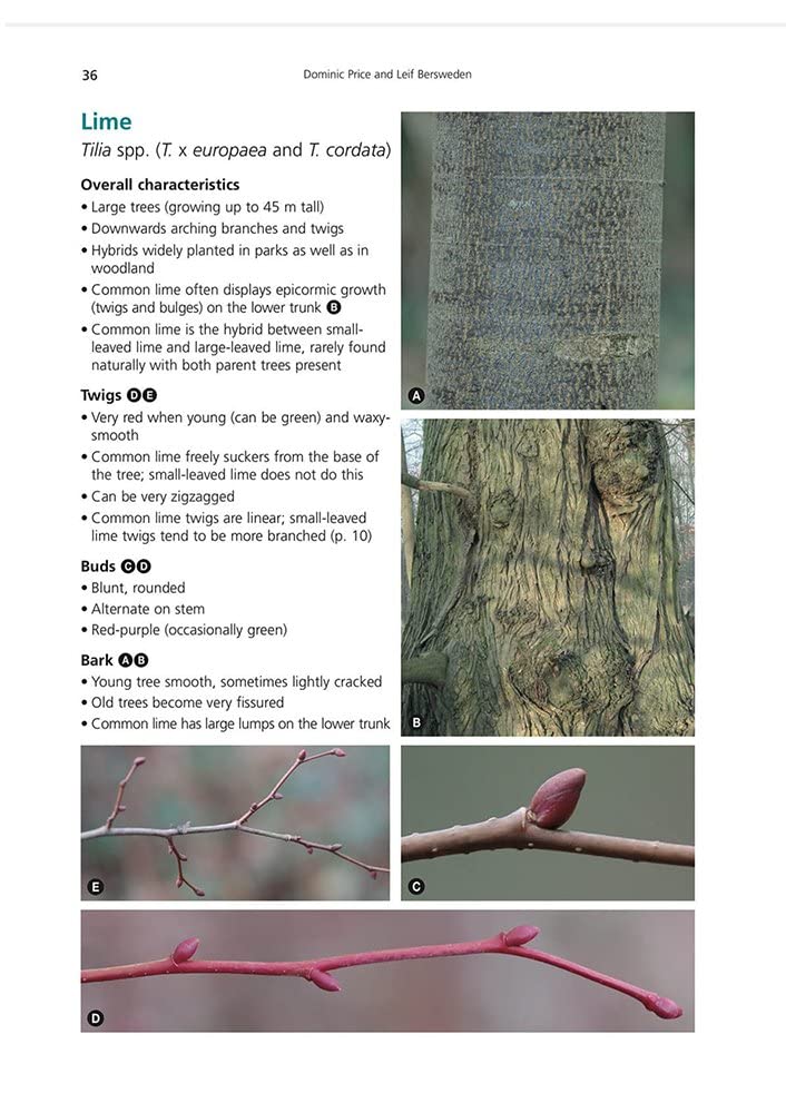 Winter Trees: a Photographic Guide to Common Trees and Shrubs