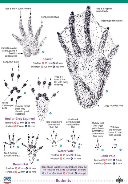 Mammal tracks and signs