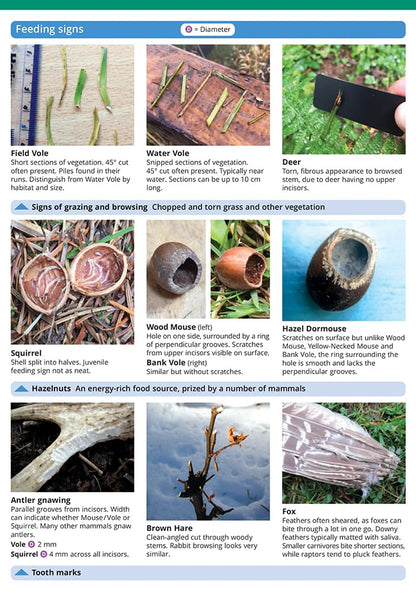 Mammal tracks and signs