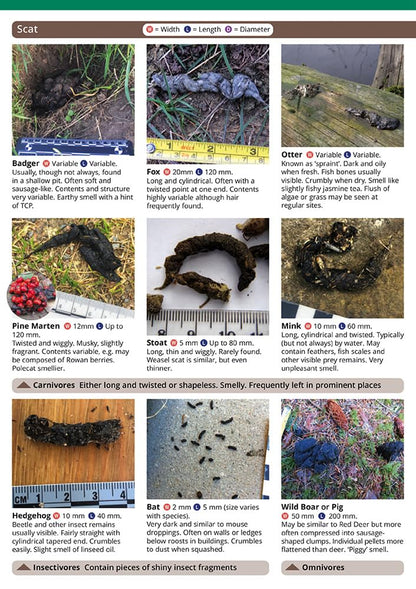 Mammal tracks and signs