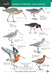 Wader of Britain and Ireland