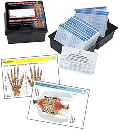 Die menschliche Muskulatur: Anatomie-Lernkarten Anatomie, Funktion und Innervation