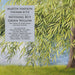 Nothing But Green Willow