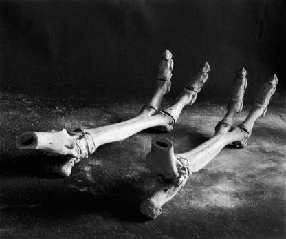 Diana Michener: Bones
