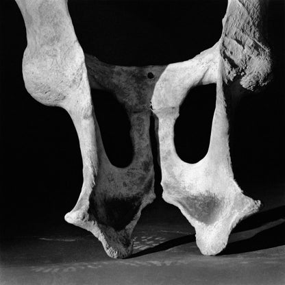 Diana Michener: Bones