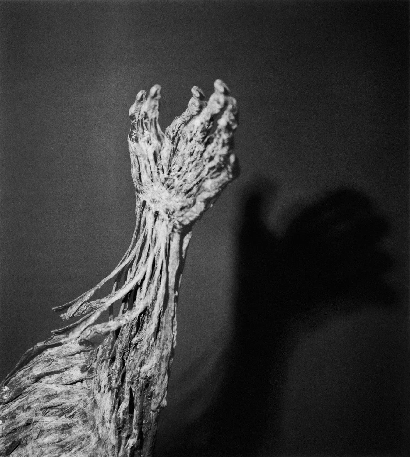 Diana Michener: Bones