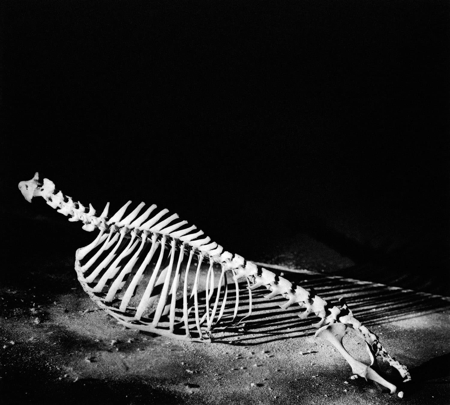 Diana Michener: Bones