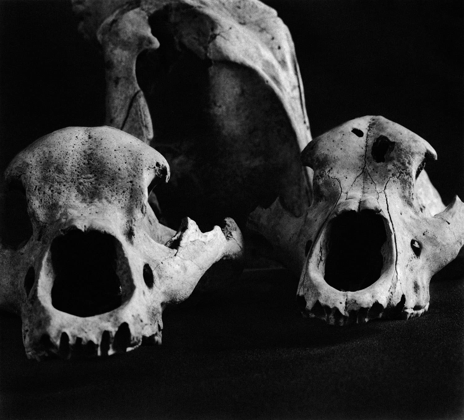 Diana Michener: Bones