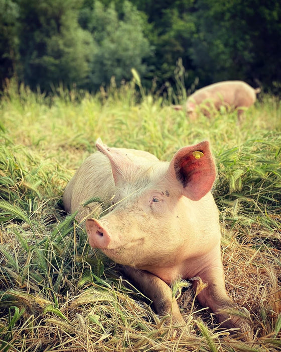 SPAETH, DAVID - WIR UND DAS TIER - EIN SCHLACHTHAUSMELODRAM