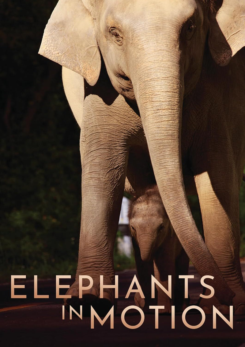 Elephants in Motion