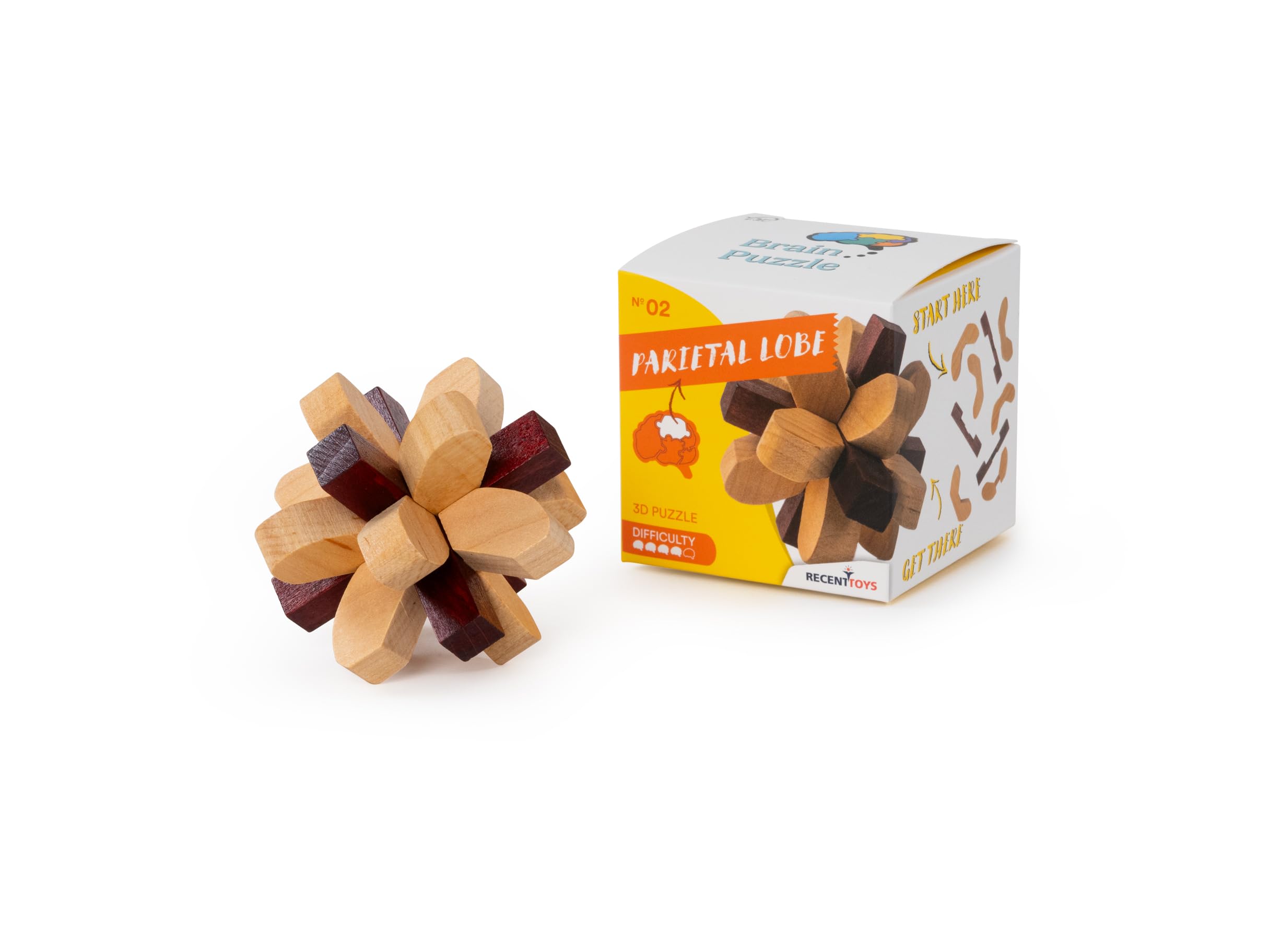 Recent Toys RT5140 Brain Puzzle Parietal Lobe