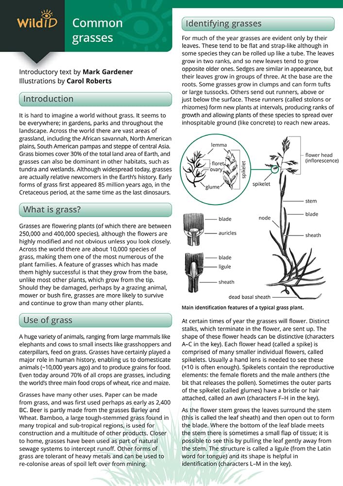 Guide to Common Grasses