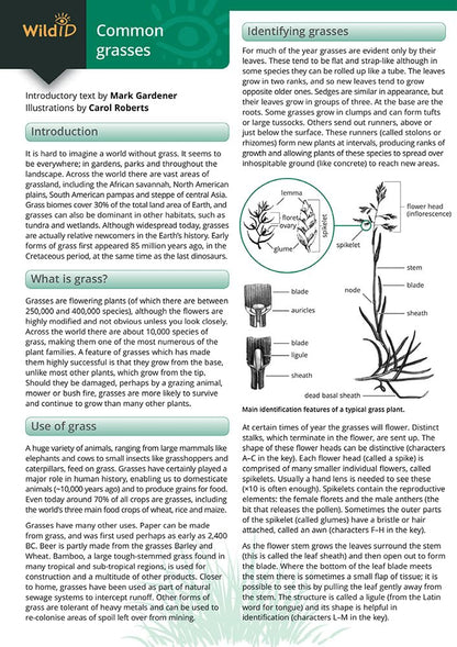 Guide to Common Grasses