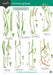 Guide to Common Grasses