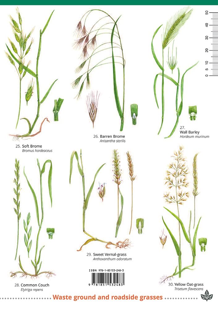Guide to Common Grasses