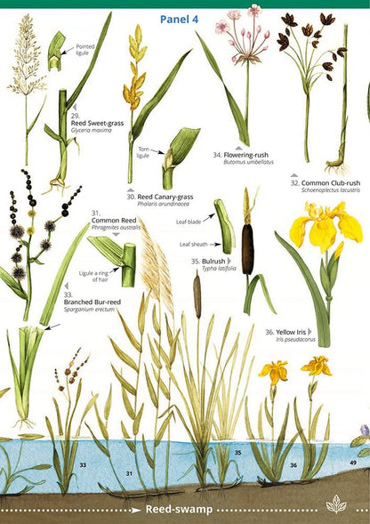 Guide to Commoner Water Plants