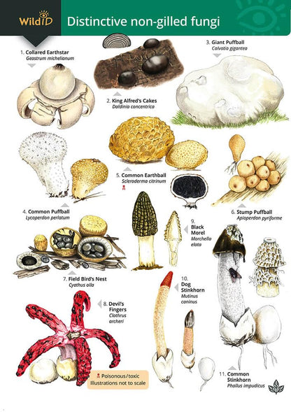 Distinctive non-gilled fungi