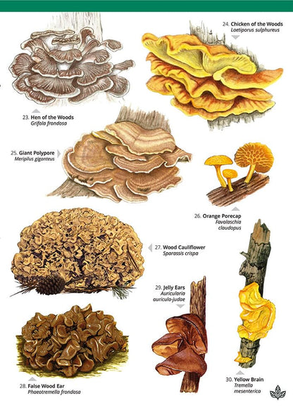 Distinctive non-gilled fungi