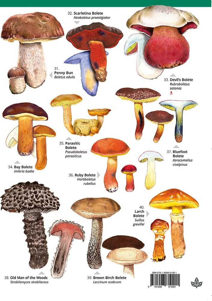 Distinctive non-gilled fungi