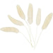 Plant 'hare-tail'