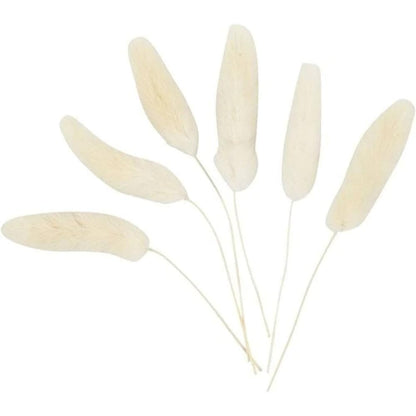 Plant 'hare-tail'