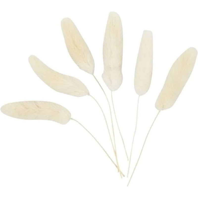 Plant 'hare-tail'