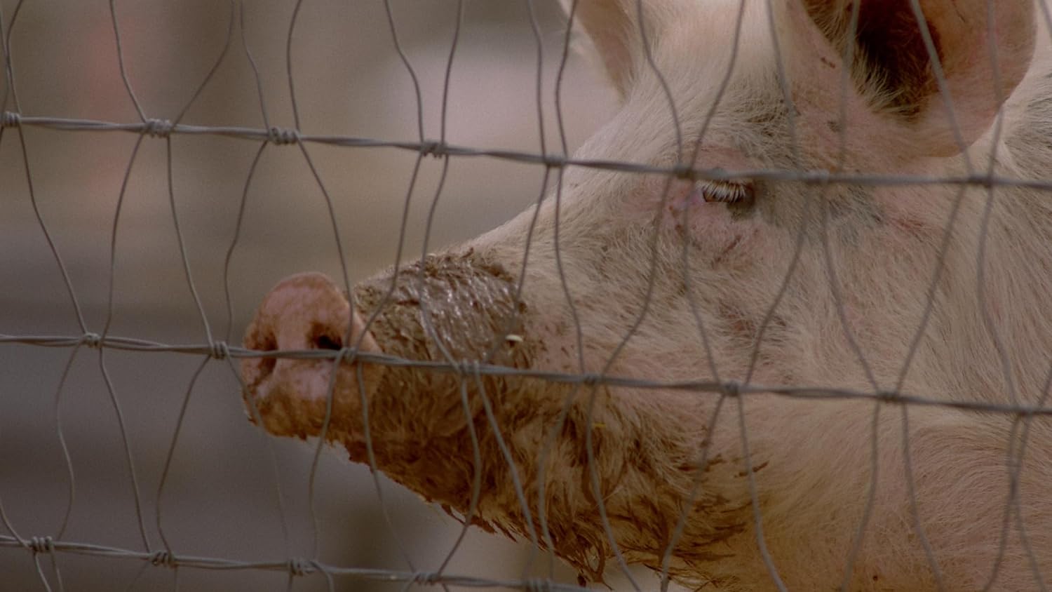 Squealer - The Serial Killer