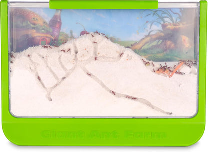 Uncle Milton | Giant Ant Farm | Extra Large Viewing Area with Ant Picnic Scene, Classroom Toy, Classic Kids Educational Toy for Boys and Girls Aged 6+ | Basic Fun 00056, Grün