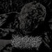 Coprolith