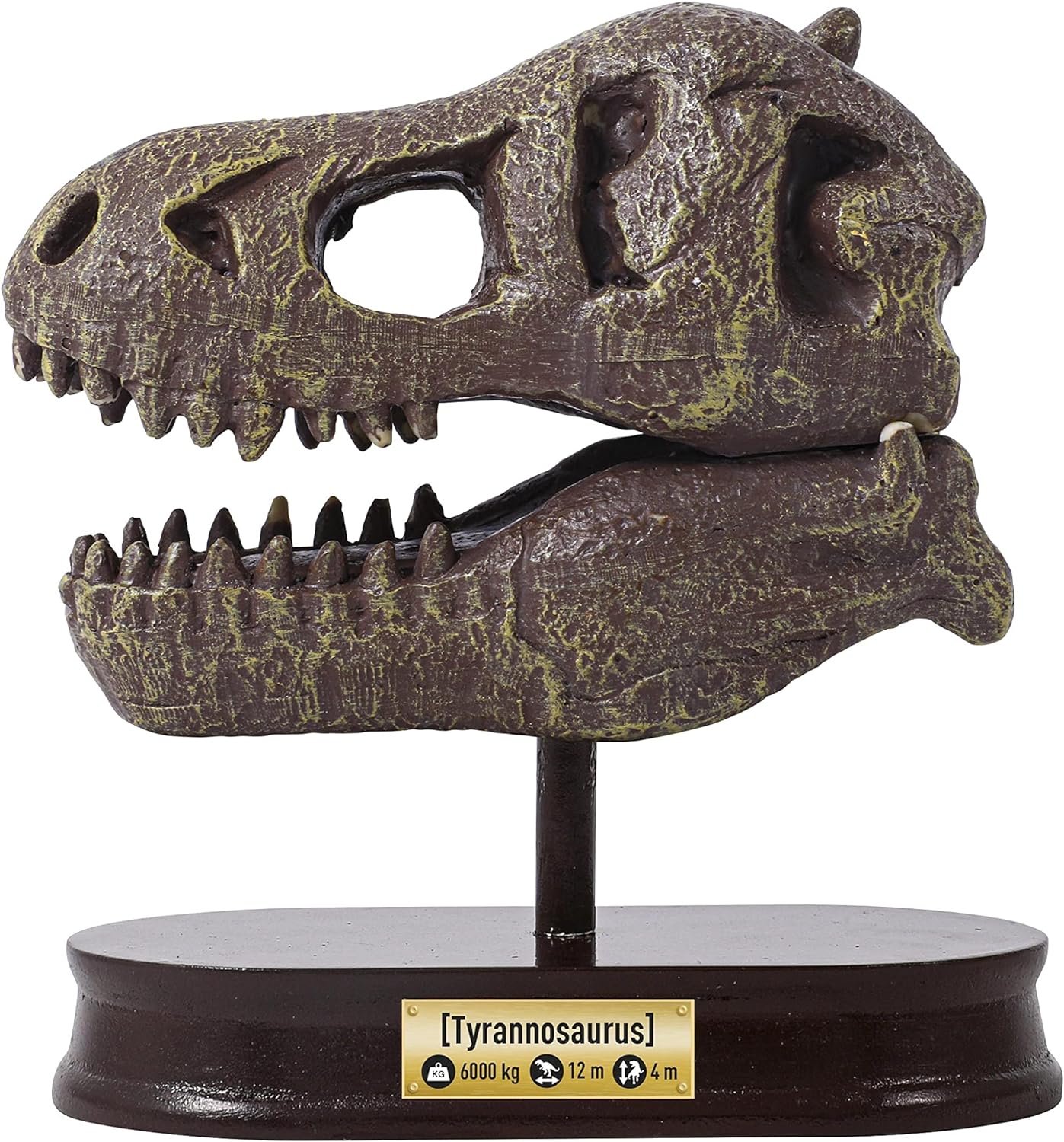 Buki France 2130 Dinosaur Skull Tyrannosaurus