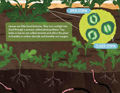 The Soil in Jackie's Garden