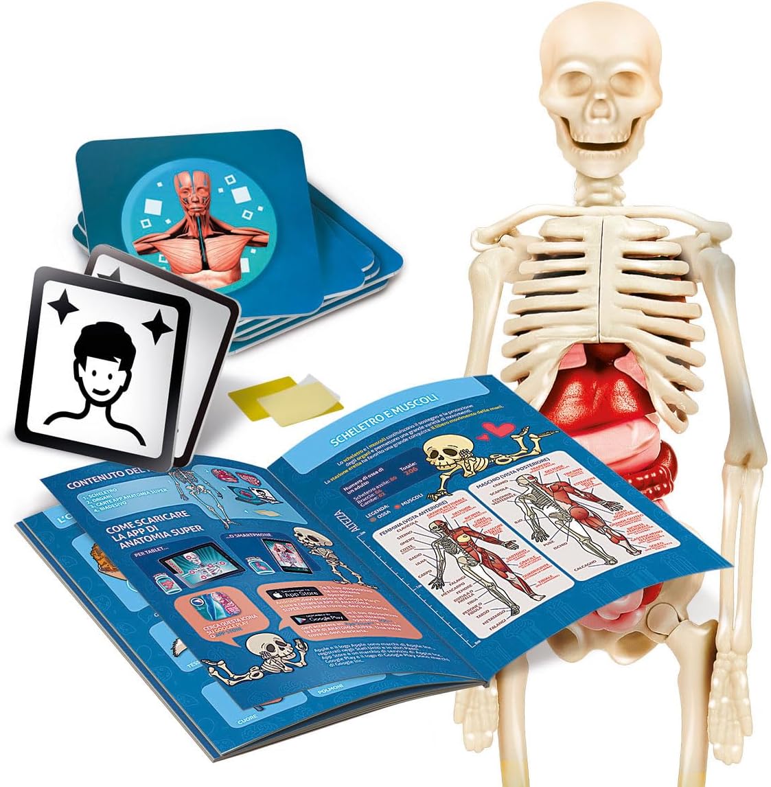Clementoni - Science Lab - The Human Body Anatomy, Model Skeleton and Organs to Assemble, Scientific Game 8 Years, App Augmented Reality, in Italian, Made in Italy,