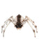 `Spider Skeleton Prop, 17cmx30cmx19cm`