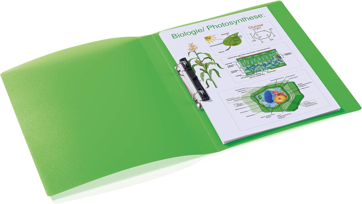 HERMA Ring Binder Translucent in Light Green, A4, 25 mm Spine, Slim 2-Ring Binder Made of Plastic Light Green A4