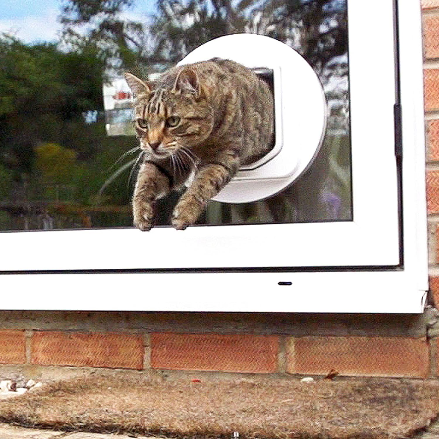 SUREFEED Mikrochipgest. DualScan Katzenklappe - we