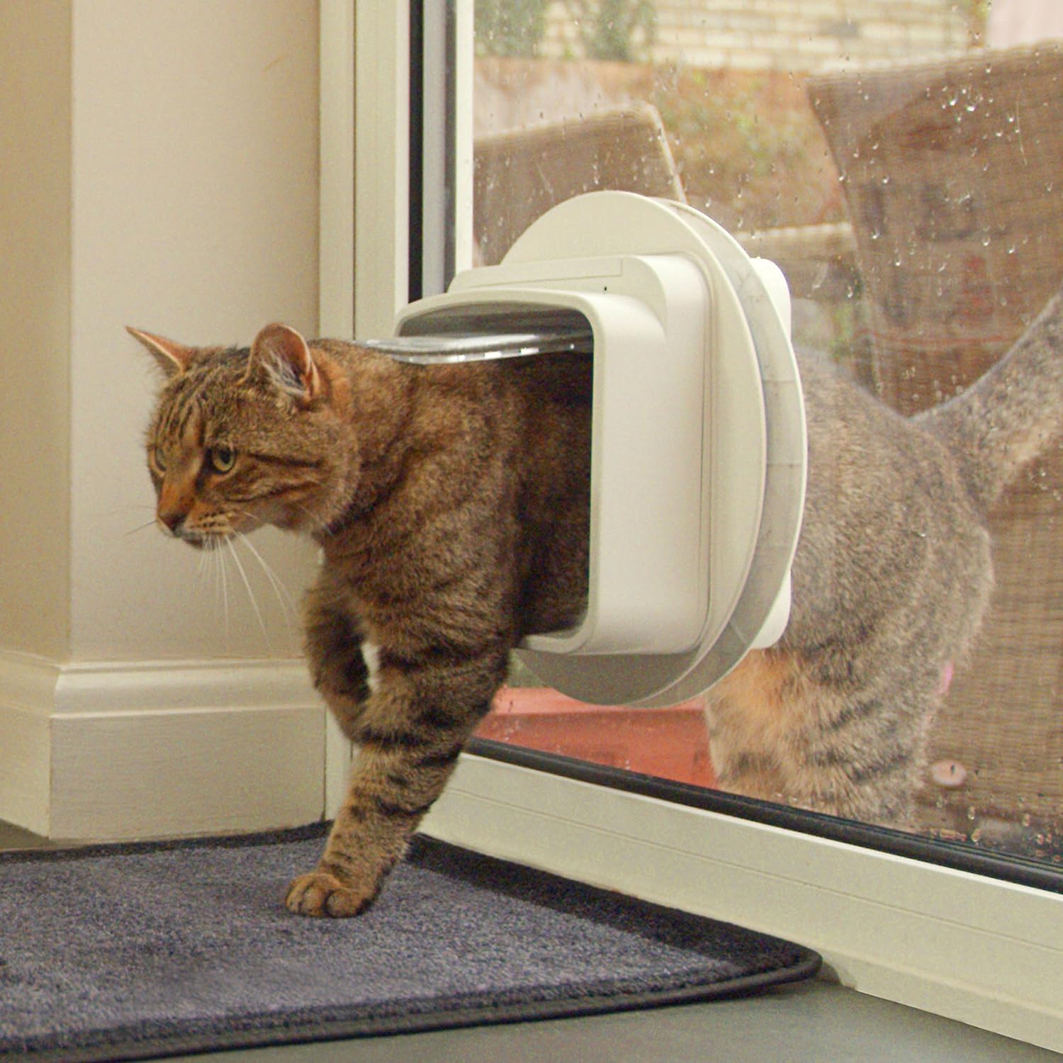 SUREFEED Mikrochipgest. DualScan Katzenklappe - we