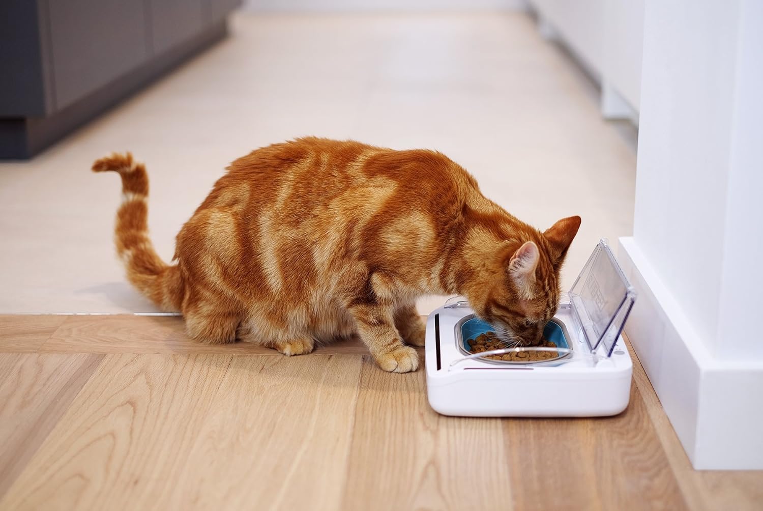 Sure Petcare SureFeed Sealed Pet Bowl for Cats and Small Dogs, Motion Activated Lid, Works for Wet and Dry Food, Keeps Food Fresh, Locks Odours in, White, 4xC Cell Batteries Required, Not Included