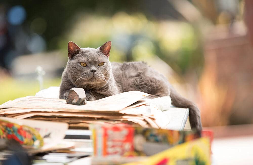 Murder of a cat