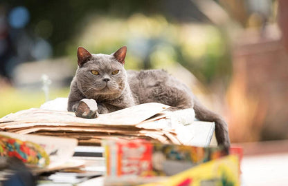 Murder of a cat