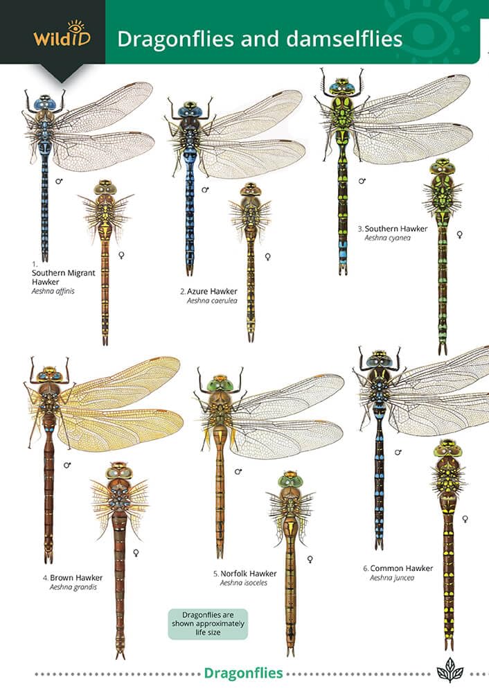Dragonflies and damselflies