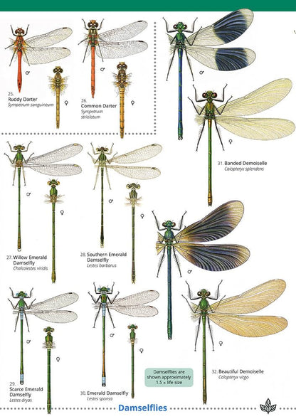Dragonflies and damselflies
