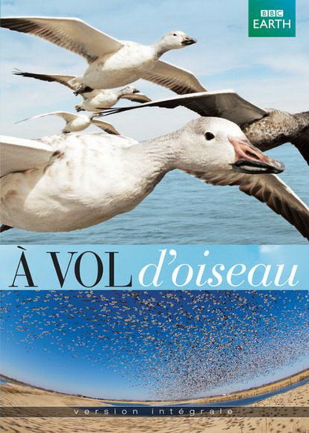 A Vol D'oisseau