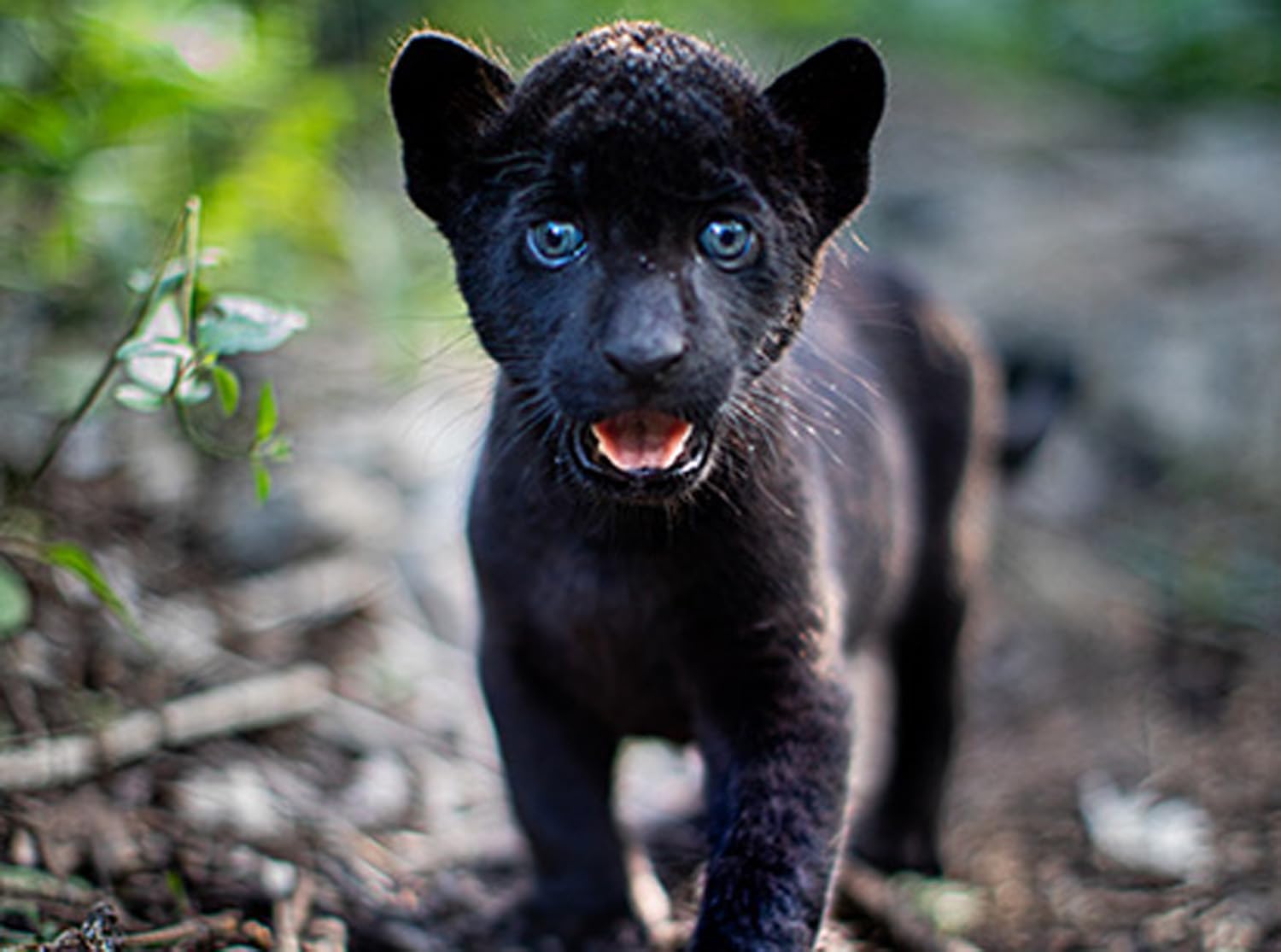 Ella und der schwarze Jaguar