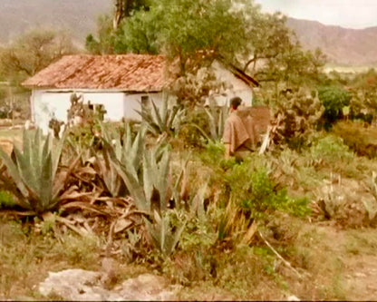 Die Buschspringer