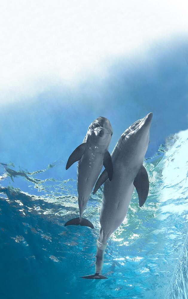 L'incroyable histoire de winter le dauphin 2