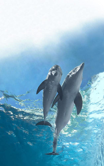 L'incroyable histoire de winter le dauphin 2